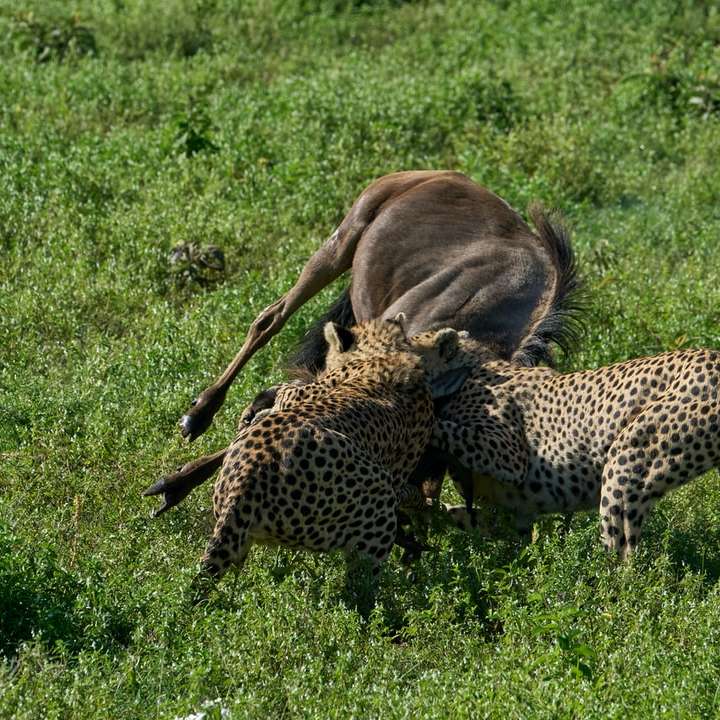 brauner und schwarzer Gepard auf grüner Wiese tagsüber Online-Puzzle