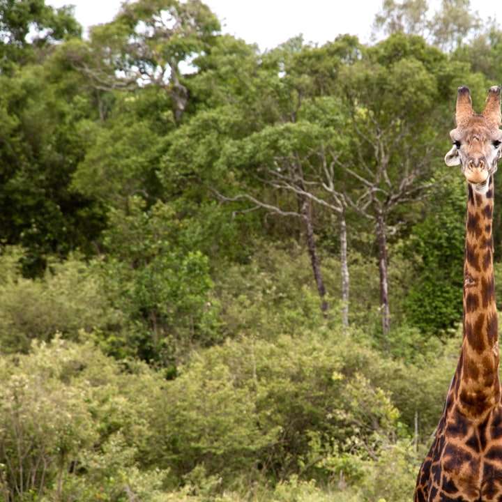 brązowa żyrafa stojąca na zielonej trawie w ciągu dnia puzzle przesuwne online