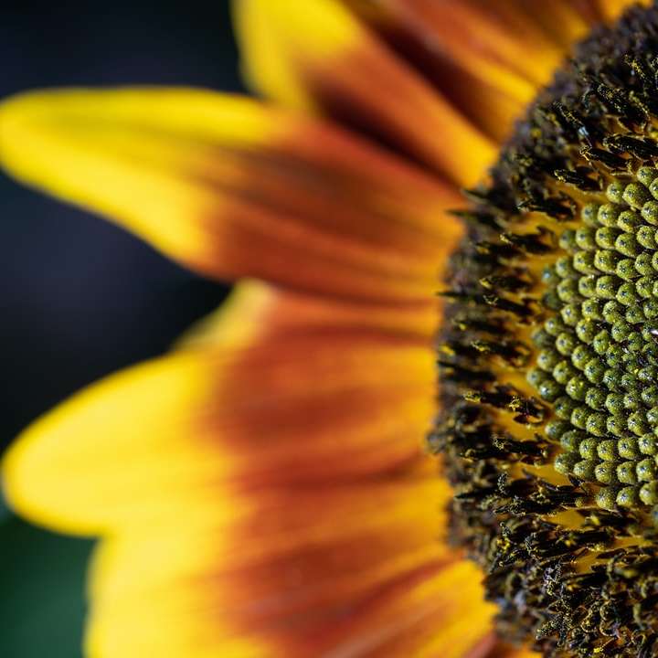gele zonnebloem in close-upfotografie schuifpuzzel online