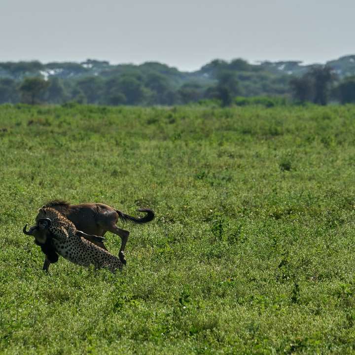 кафяв и черен гепард на зелено тревно поле през деня плъзгащ се пъзел онлайн