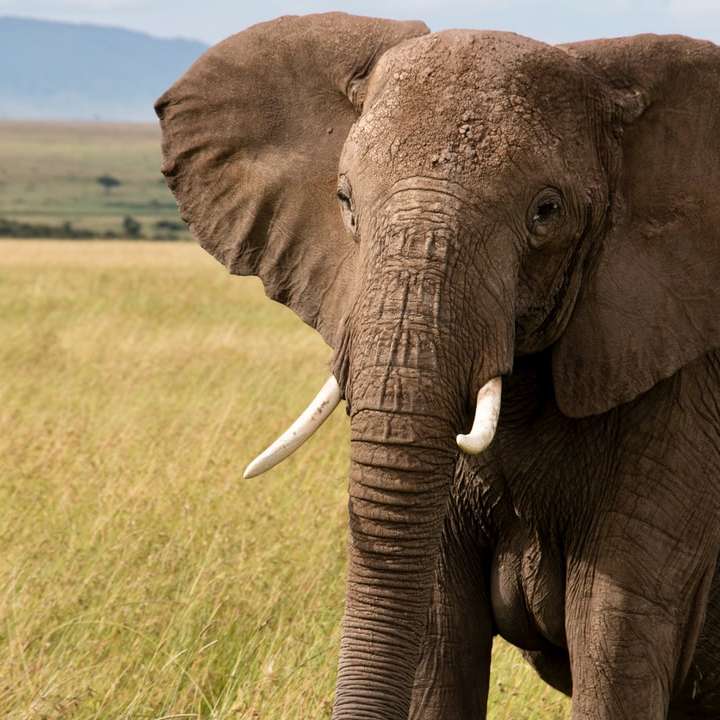 elefante marrone sul campo di erba verde durante il giorno puzzle online