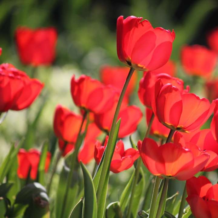 tagsüber blühen rote Tulpen Online-Puzzle