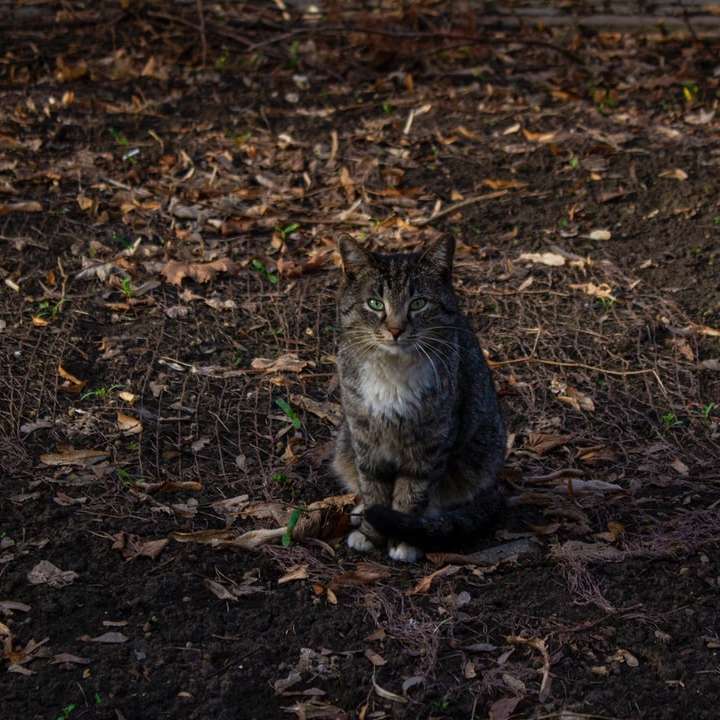 коричневый полосатый кот сидит на земле онлайн-пазл