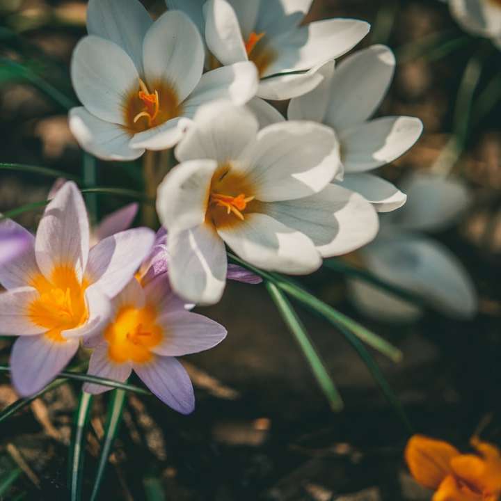 λευκά και μοβ λουλούδια στο νερό συρόμενο παζλ online