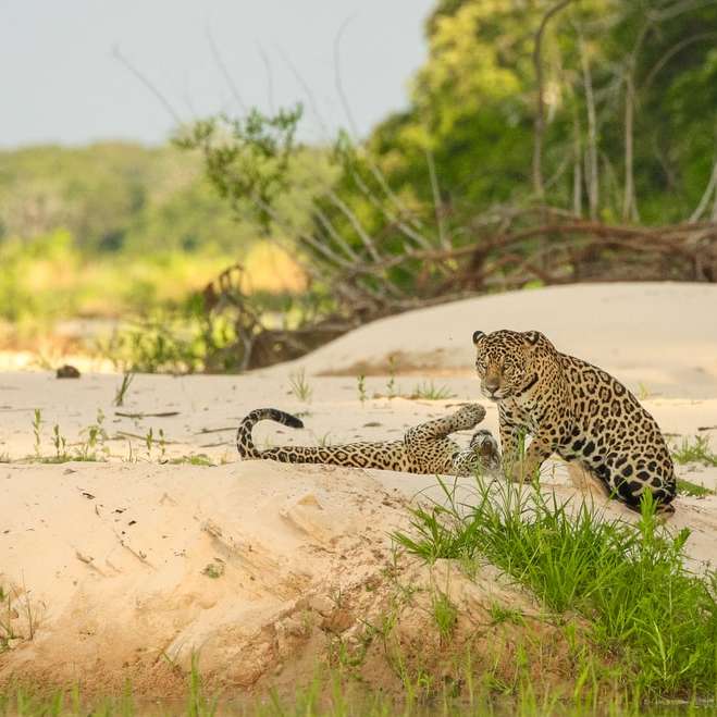 Leopardo caminando sobre arena marrón durante el día puzzle deslizante online
