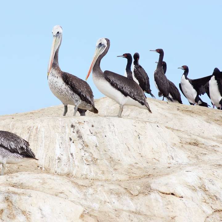 pelicano branco e preto em rocha branca durante o dia puzzle deslizante online
