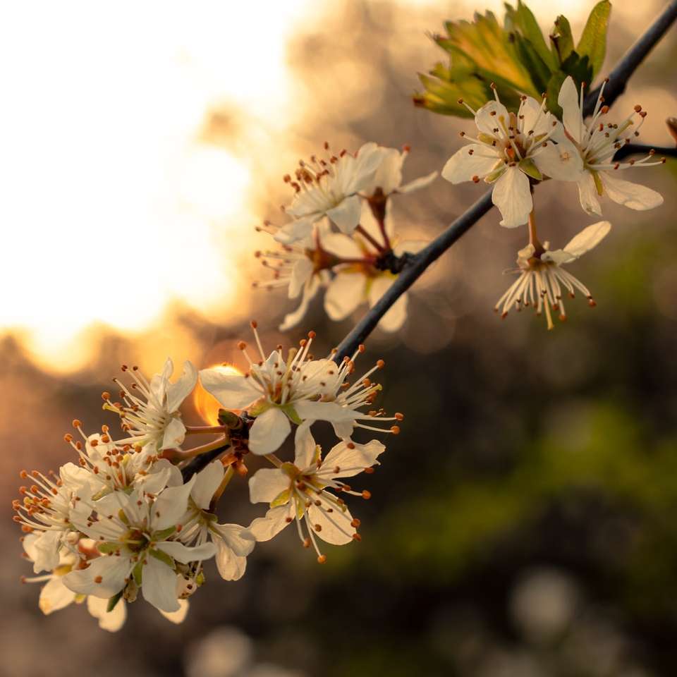 vit körsbärsblom i blom under dagtid Pussel online
