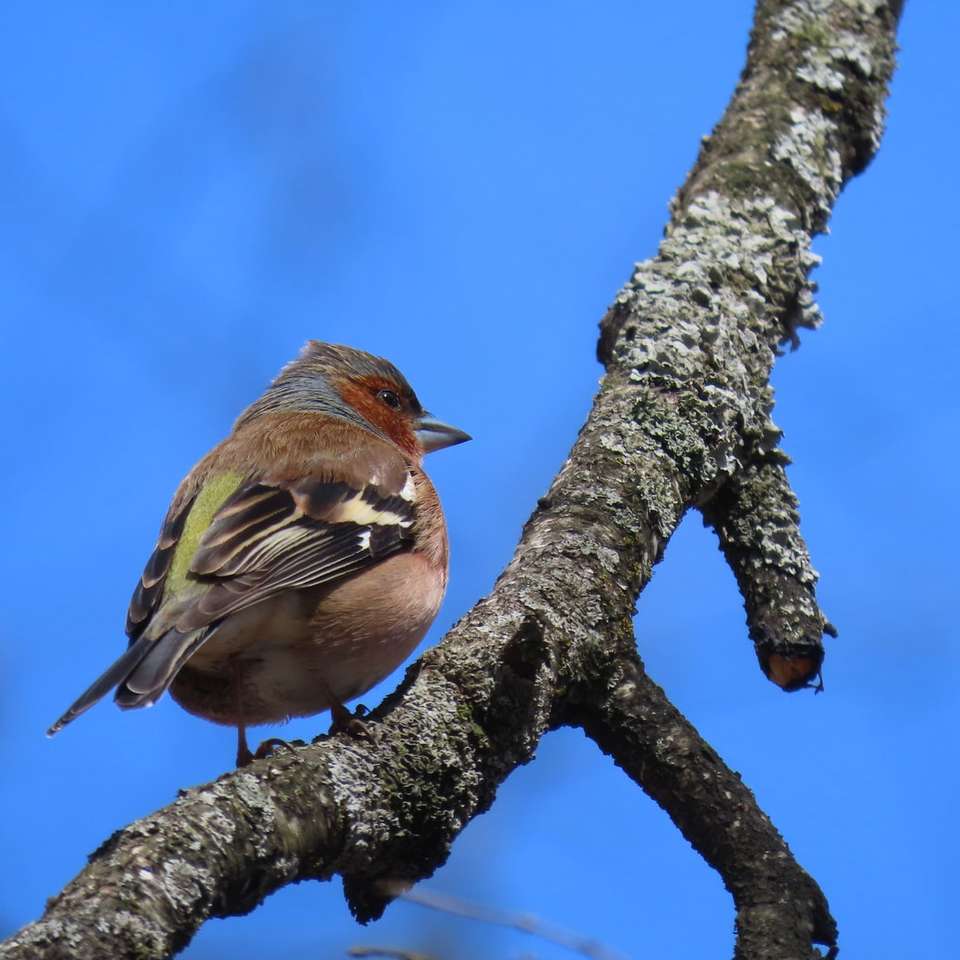 Pájaro marrón y gris en la rama de un árbol durante el día rompecabezas en línea