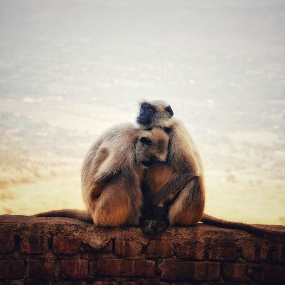 brązowa małpa siedząca na brązowym kłodzie w ciągu dnia puzzle online