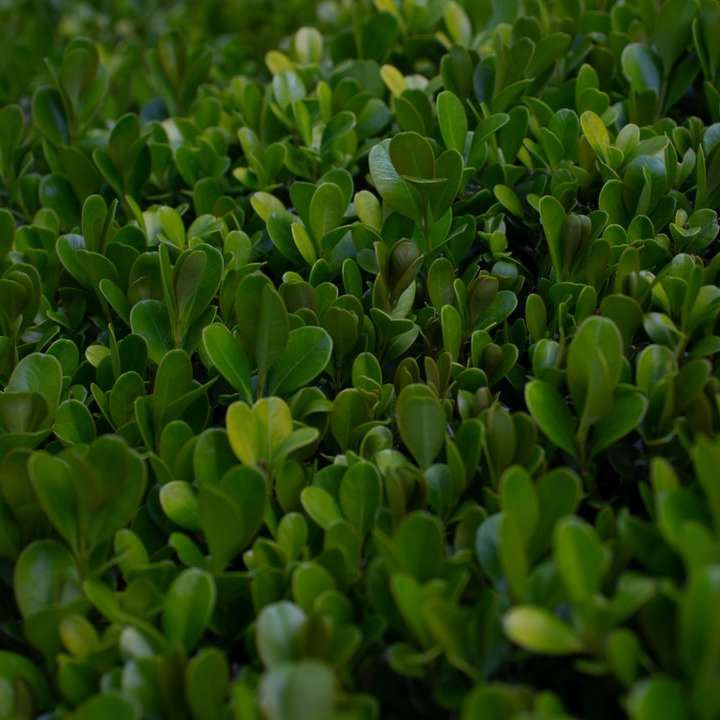 zöld növény mező napközben online puzzle