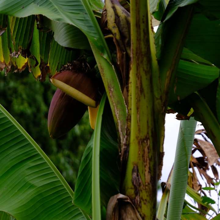 drzewo bananowe z zielonymi liśćmi puzzle online