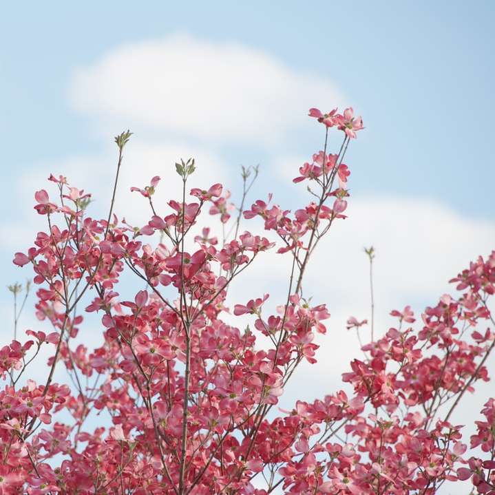 röda blommor under blå himmel under dagtid glidande pussel online