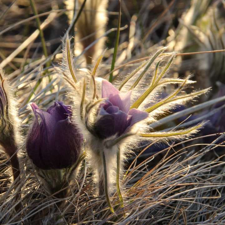 fialový květ na hnědé trávě posuvné puzzle online