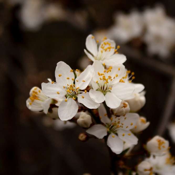 witte kersenbloesem in bloei overdag schuifpuzzel online