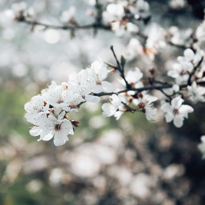 floare albă de cireș în fotografie de aproape alunecare puzzle online
