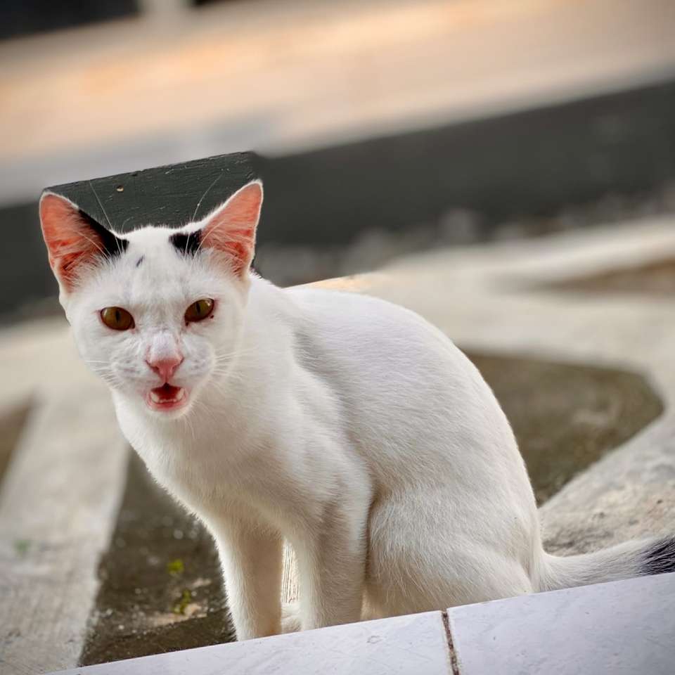 λευκή γάτα σε γκρίζα τσιμεντένια επιφάνεια κατά τη διάρκεια της ημέρας συρόμενο παζλ online