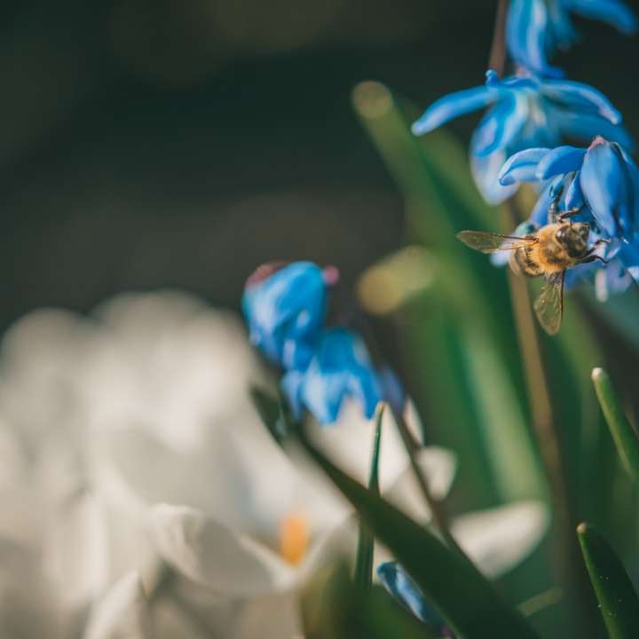blue and yellow flower in tilt shift lens online puzzle