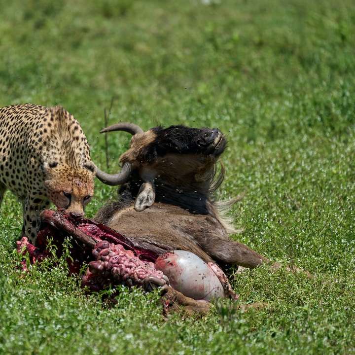 bruine en zwarte cheetah liggend op groen grasveld schuifpuzzel online
