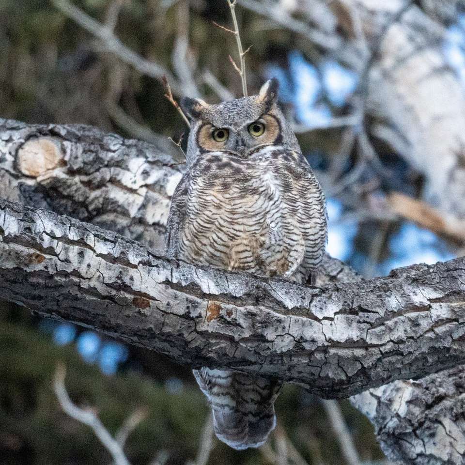 brown owl on brown tree branch during daytime sliding puzzle online