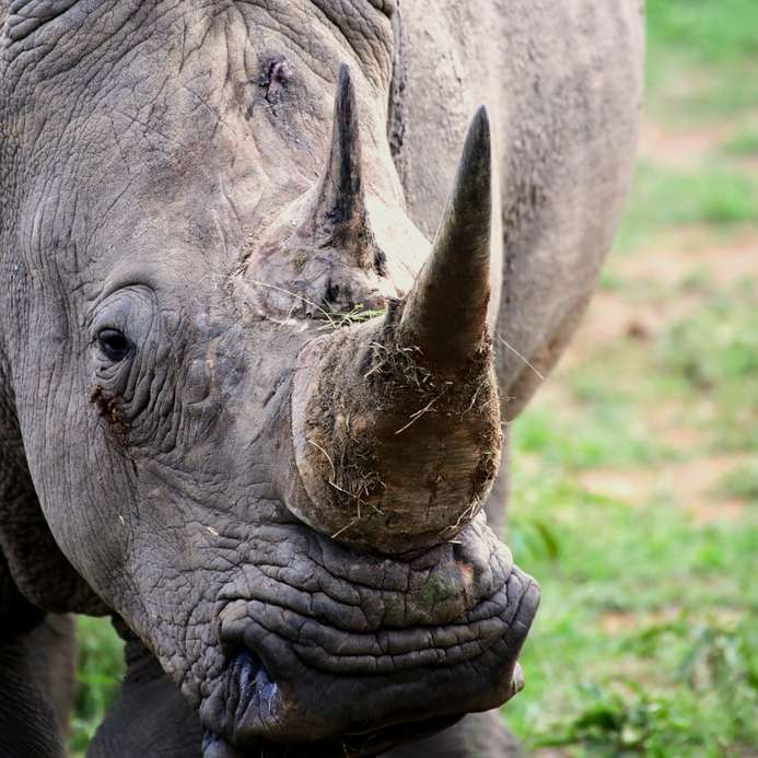 сив носорог върху зелена трева през деня онлайн пъзел