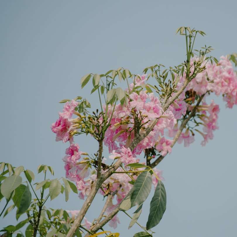 rosa Blume mit grünen Blättern Schiebepuzzle online