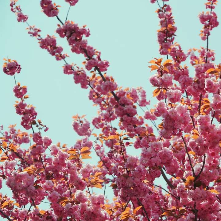 žluté a růžové květy pod modrou oblohou během dne online puzzle