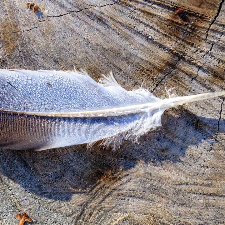 witte en grijze vis op grijze houten ondergrond schuifpuzzel online