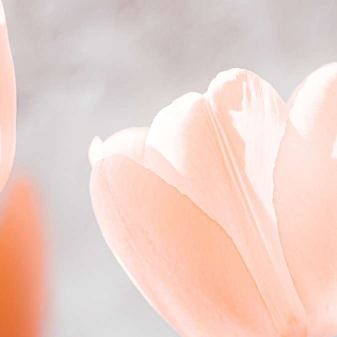 witte bloem in macrolens schuifpuzzel online