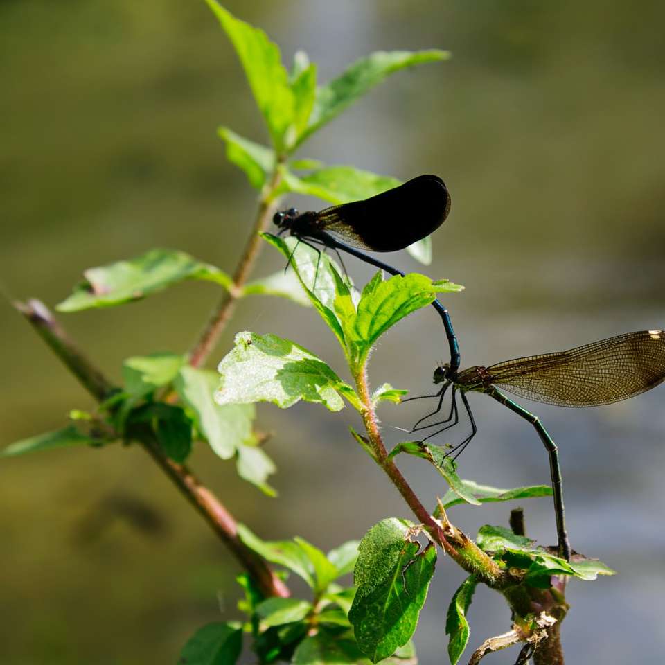 svart trollslända uppflugen på grönt blad glidande pussel online