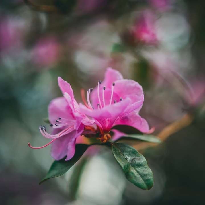 rosa blomma i tilt shift -lins Pussel online