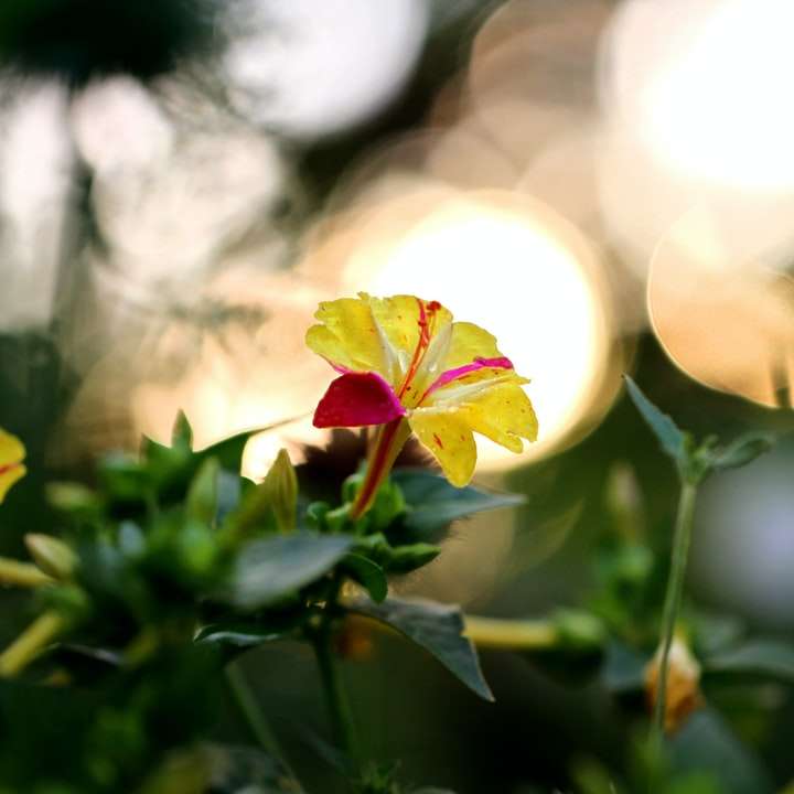Gelbe und rote Blume in der Neigungsschichtlinse Schiebepuzzle online