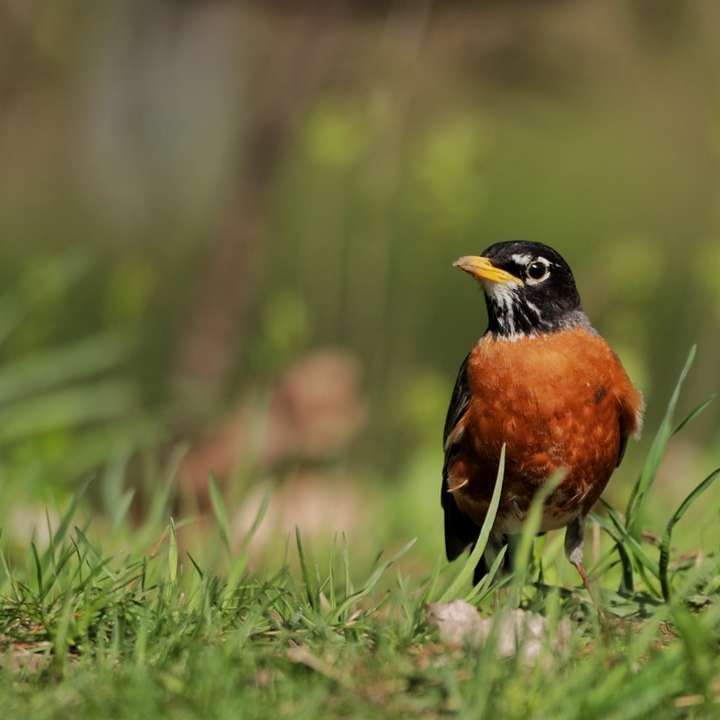 svart och brun fågel på grönt gräs under dagtid Pussel online