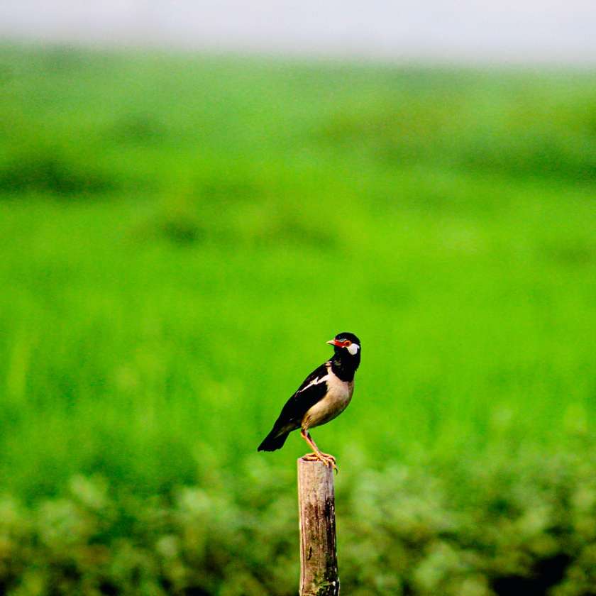 чорно-жовтий птах на коричневий дерев'яний стовп у денний час онлайн пазл
