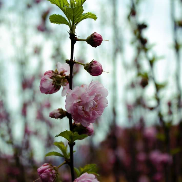 fioletowy kwiat w soczewce z funkcją tilt shift puzzle przesuwne online