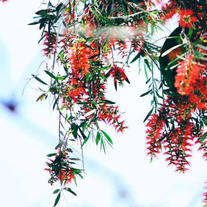 κόκκινα και πράσινα φύλλα στο κλαδί δέντρου συρόμενο παζλ online
