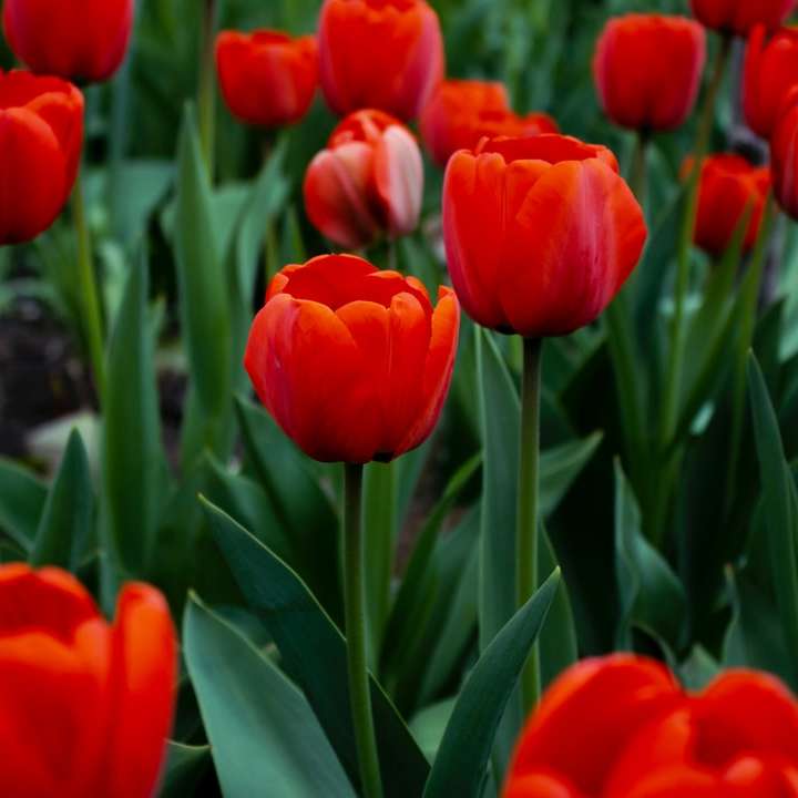 rode tulpen in bloei overdag schuifpuzzel online