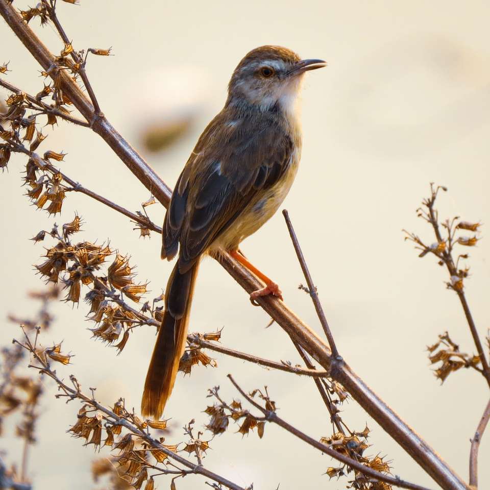 Uccello blu e marrone sul ramo di albero marrone durante il giorno puzzle scorrevole online