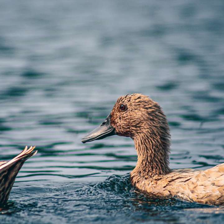 braune Ente auf dem Wasser während des Tages Schiebepuzzle online