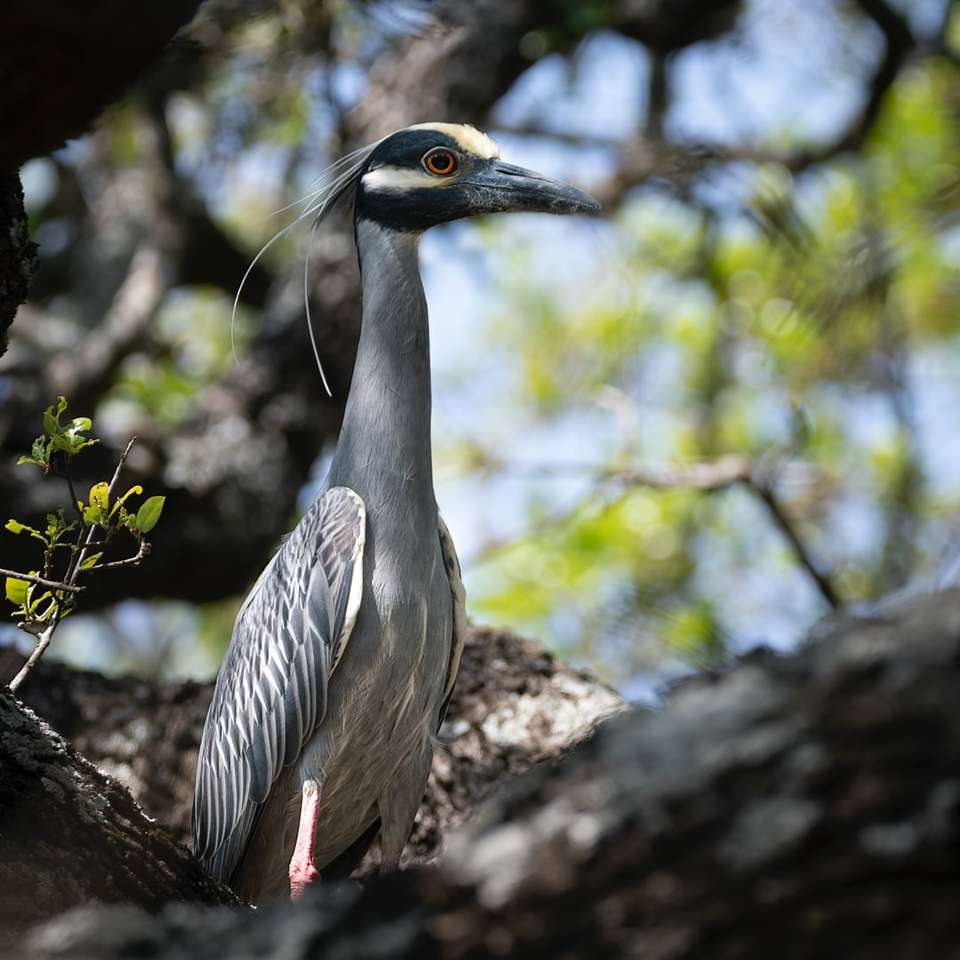 uccello grigio sul ramo di un albero marrone durante il giorno puzzle scorrevole online