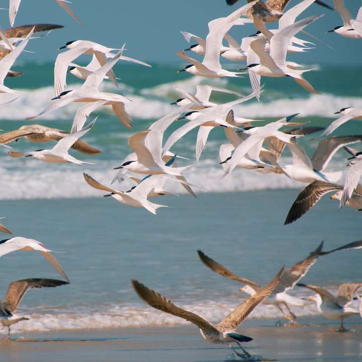 hejno bílých ptáků létajících nad mořem během dne online puzzle