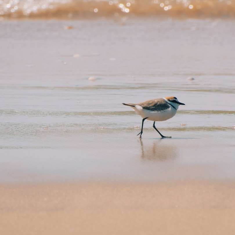 pássaro branco e azul na costa durante o dia puzzle deslizante online