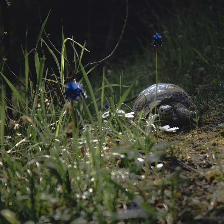 szary żółw na zielonym polu trawy puzzle online