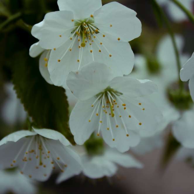 białe kwiaty z zielonymi liśćmi puzzle przesuwne online