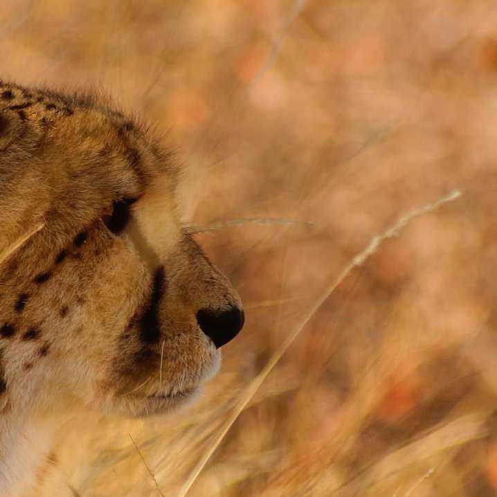 gepard na brązowym polu trawy w ciągu dnia puzzle przesuwne online