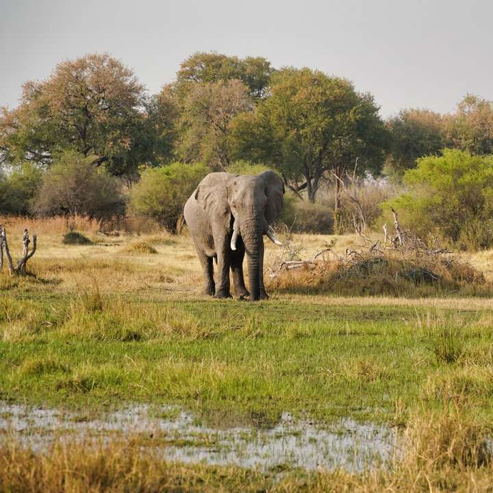 elefante sul campo di erba verde durante il giorno puzzle online