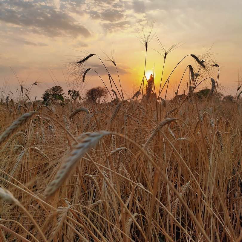 campo di grano marrone durante il tramonto puzzle scorrevole online