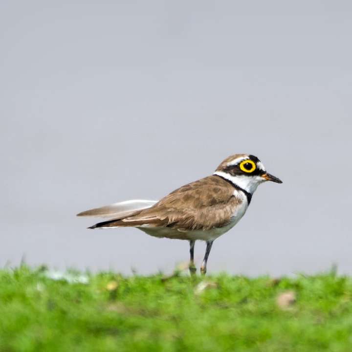Pájaro blanco y marrón sobre la hierba verde durante el día rompecabezas en línea
