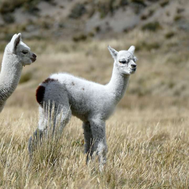 Animal de 4 patas blanco y negro en campo de hierba verde rompecabezas en línea