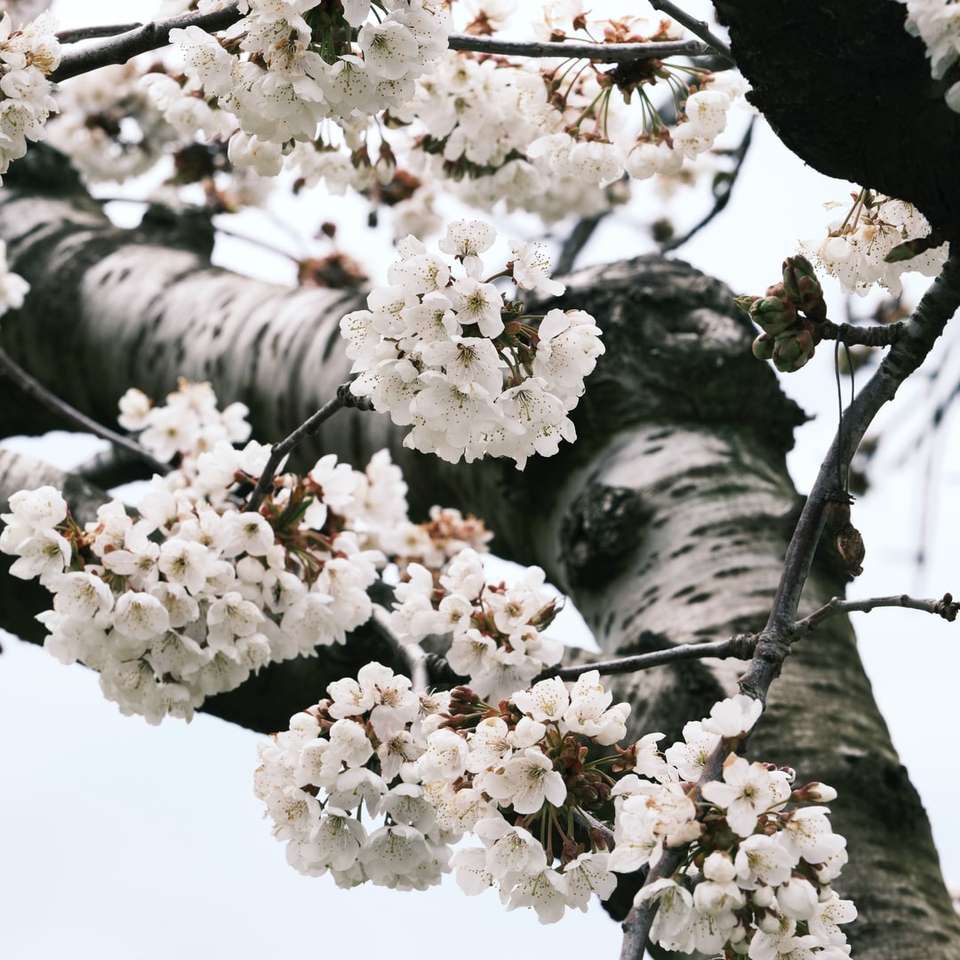 weißer Kirschblütenbaum während des Tages Online-Puzzle