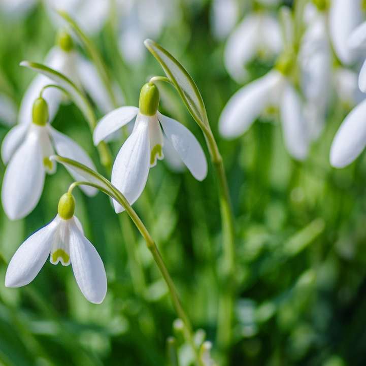 muguri florali albi si verzi puzzle online
